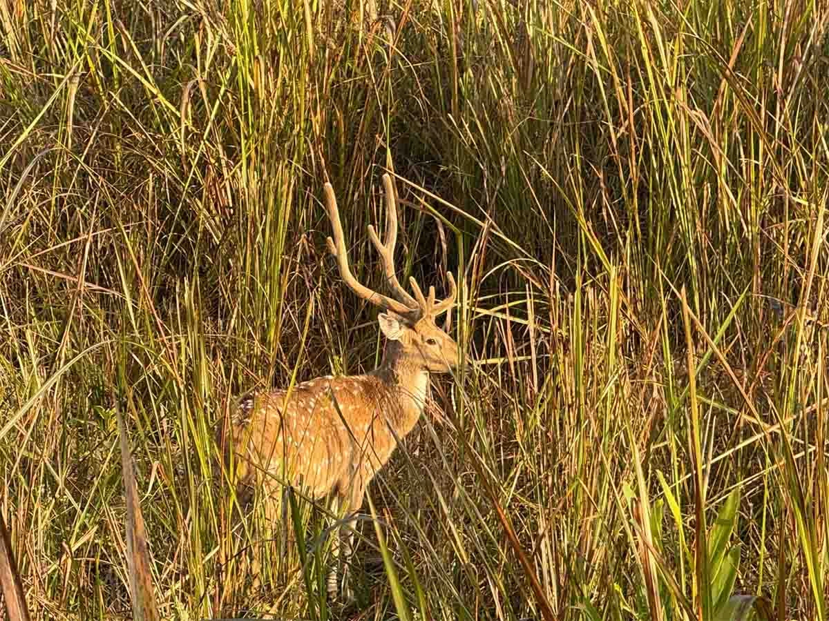 Axis deer in Bardia