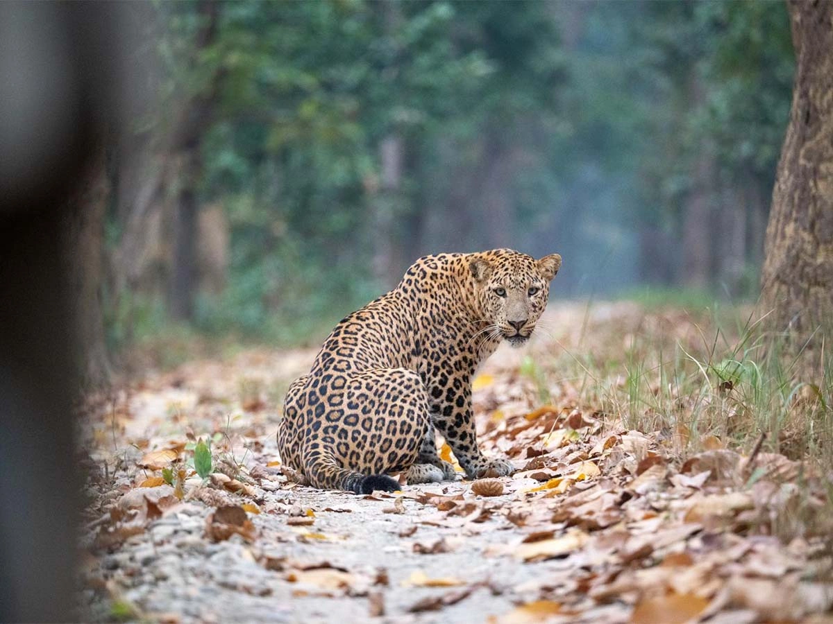 Leopard spotting in Bardia