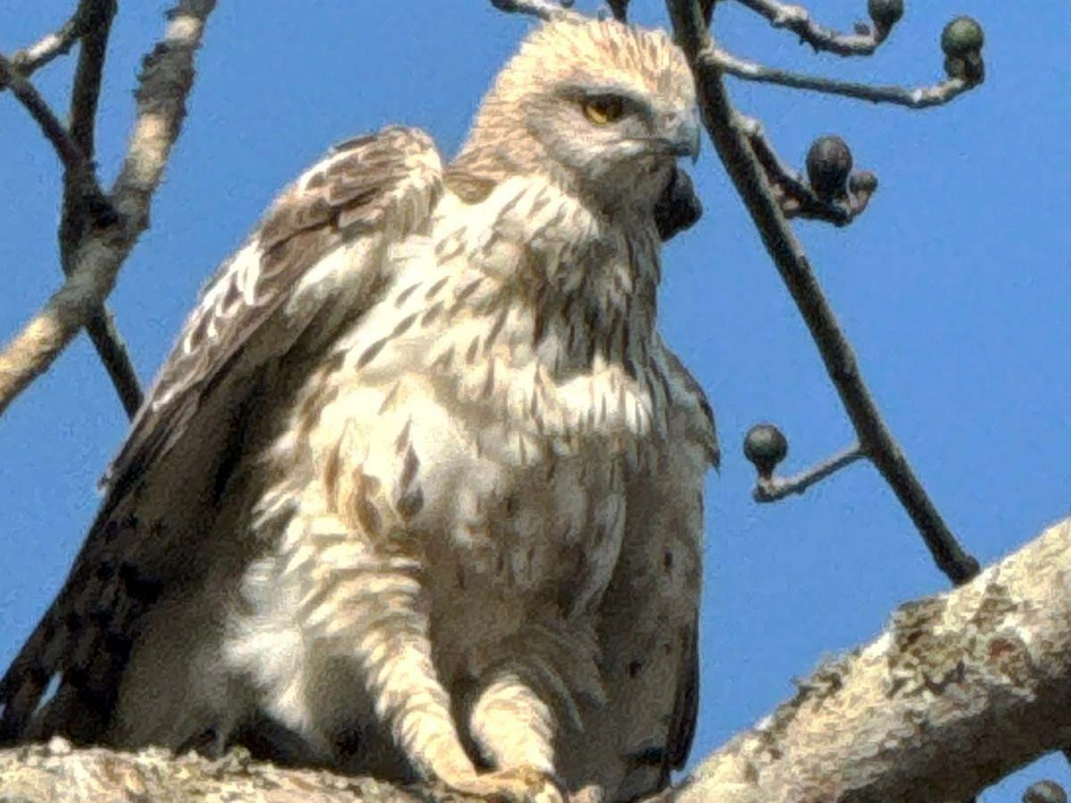 Bird watching in Bardia
