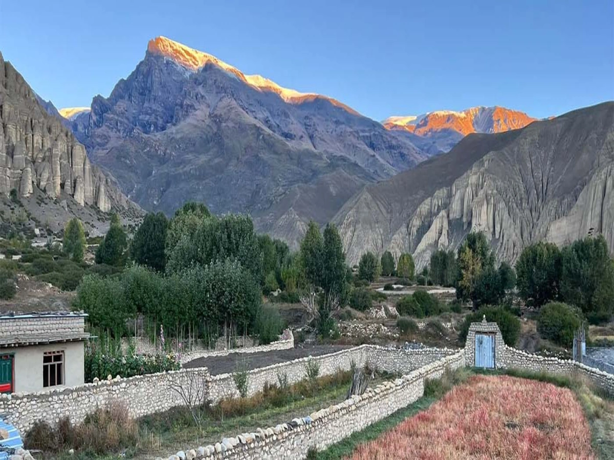 Buckwheat field in Chhuksang