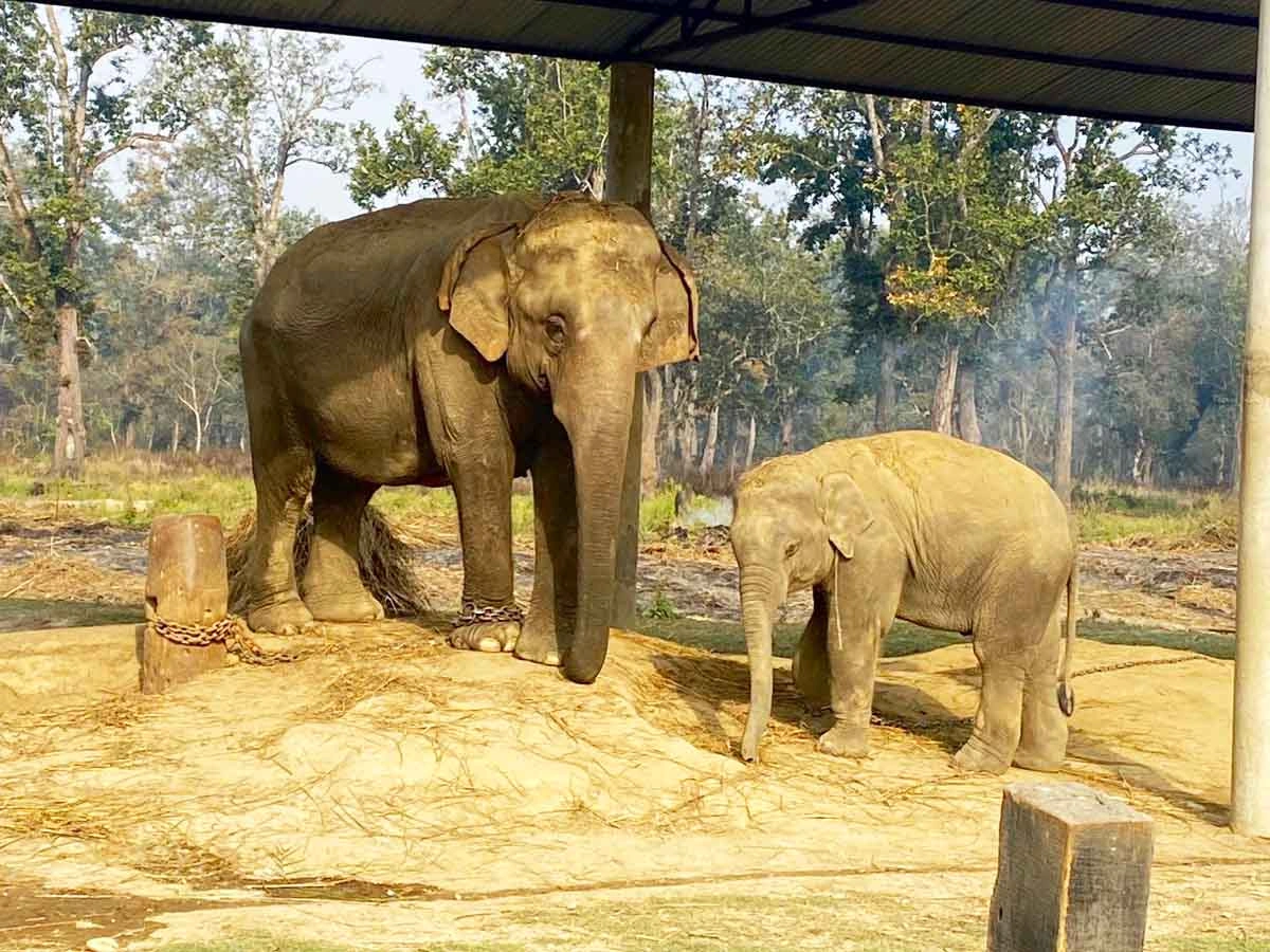Elephant Breeding Center