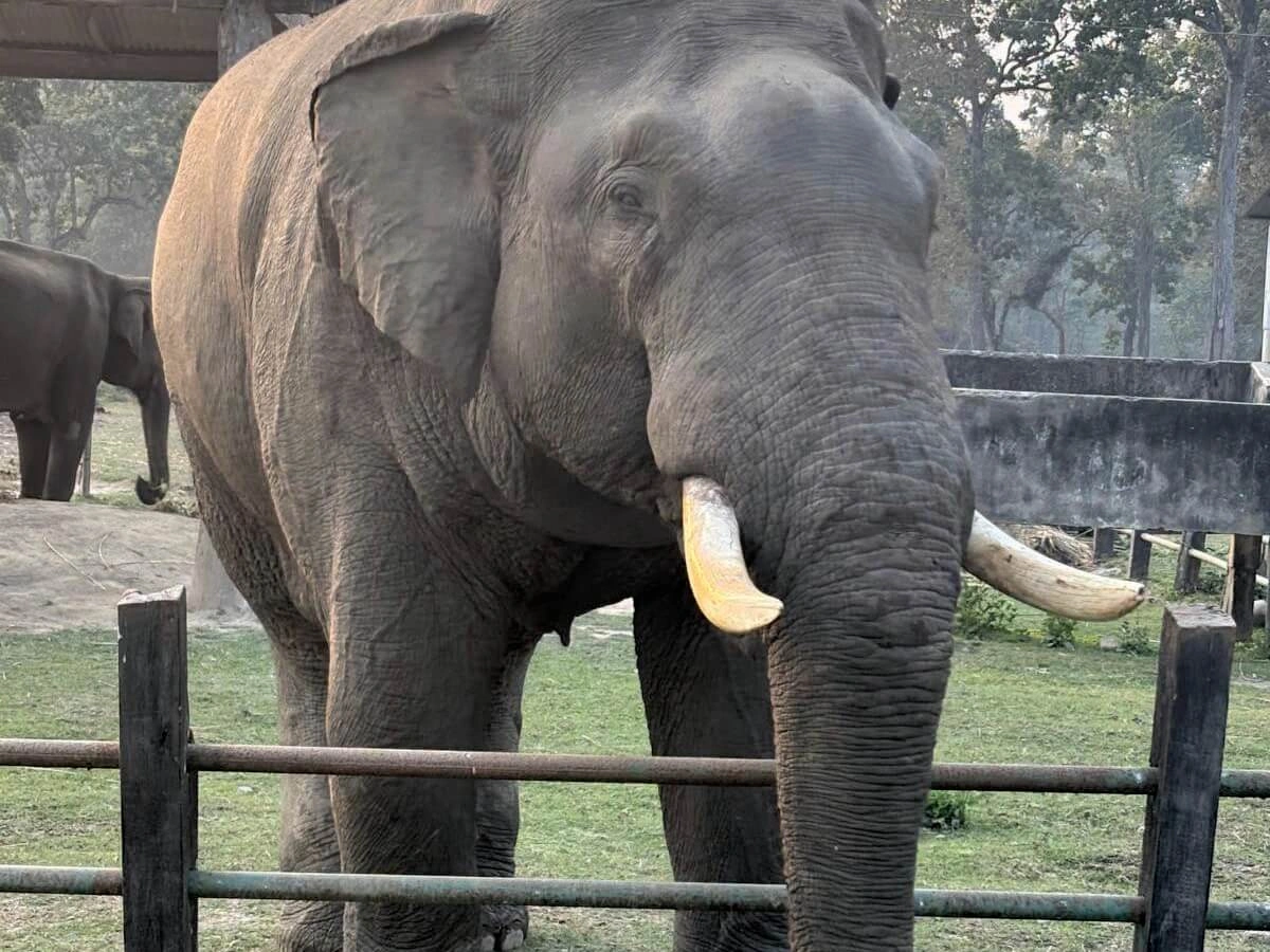 Elephant welcoming in Elephant breeding center