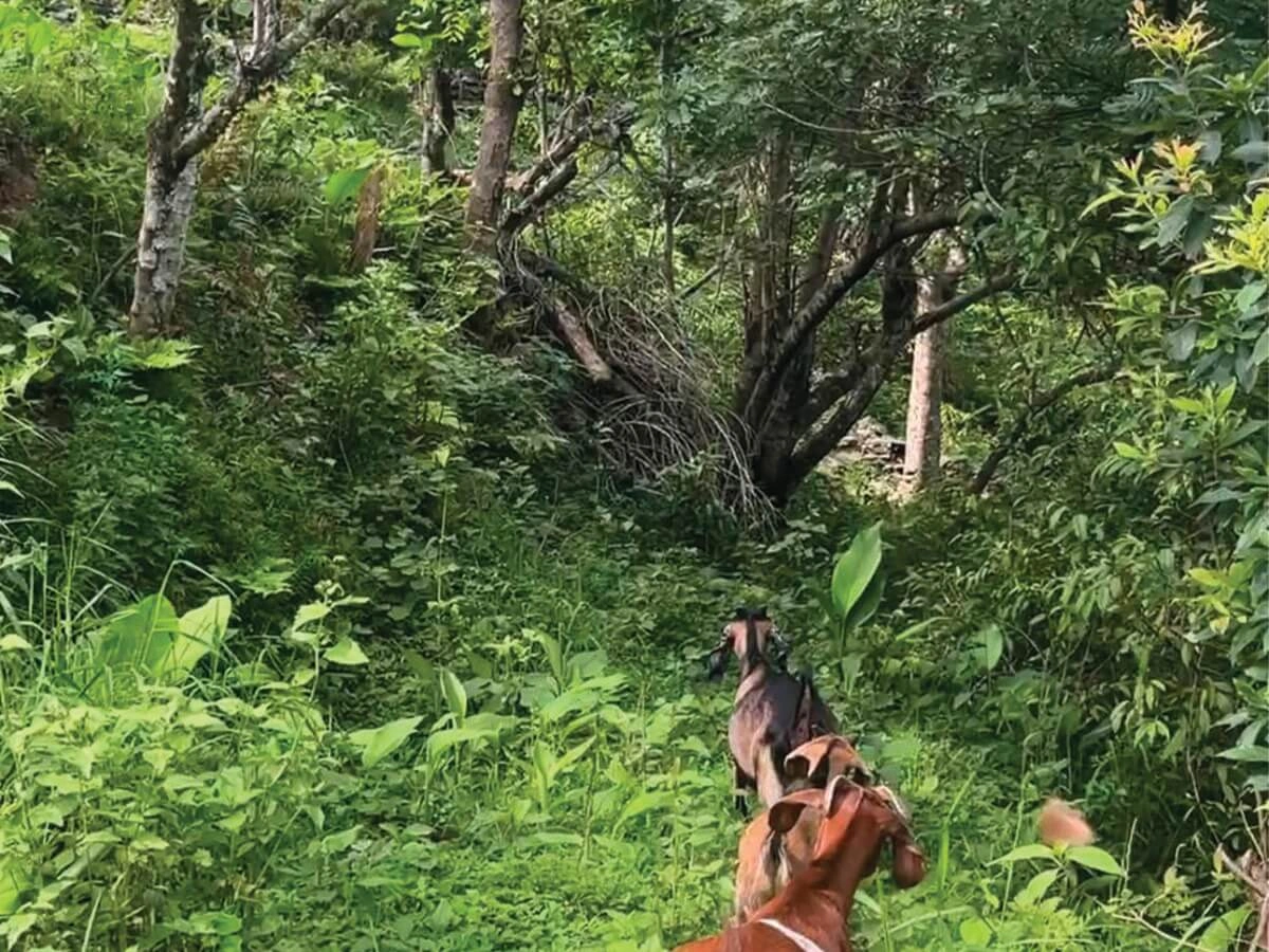 Goat grazing in a neaby community forest