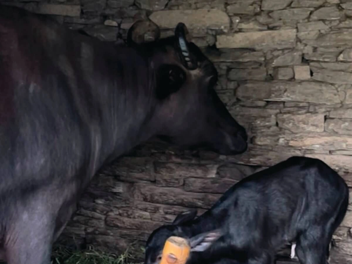 Fresh milk from a cow and buffalo