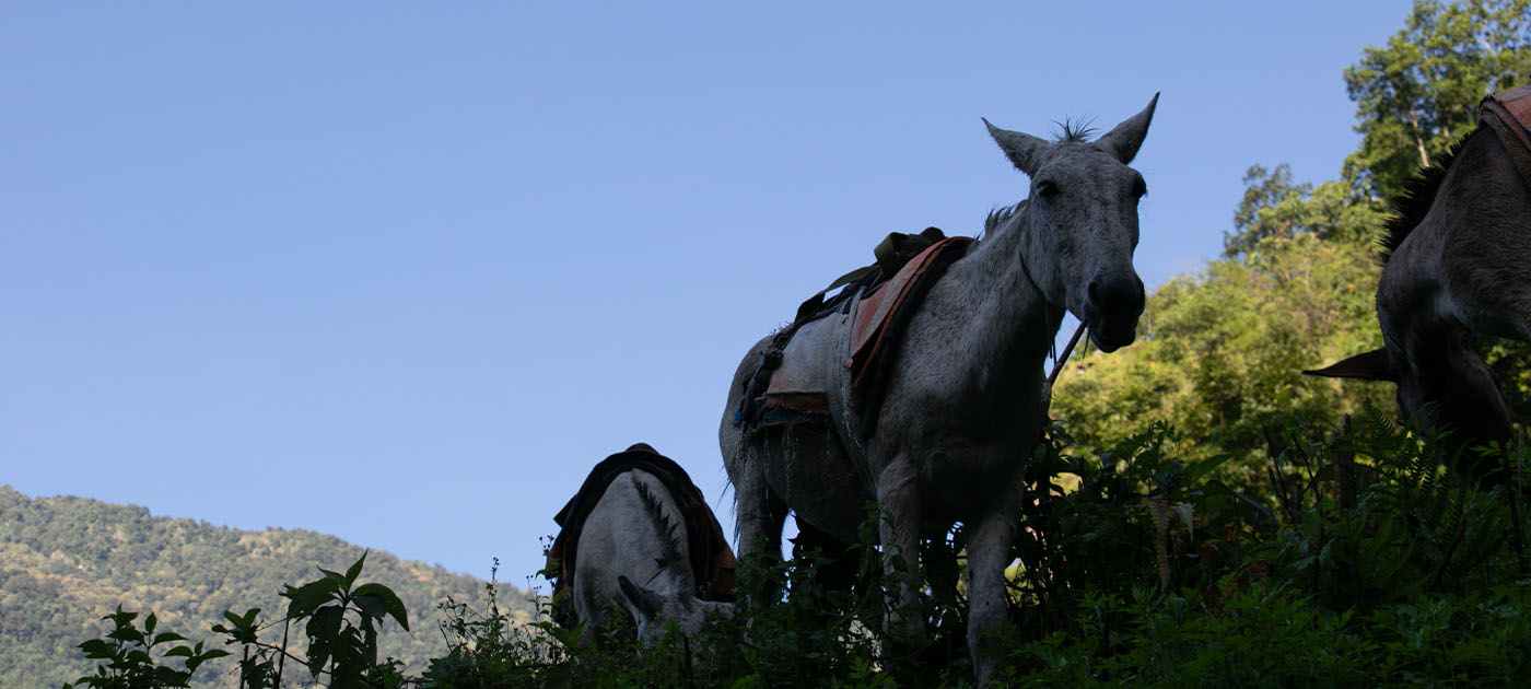 Horse and ponny during tsum Valley Trek