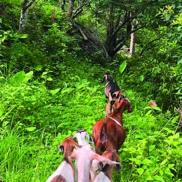 Taking goats for grazing
