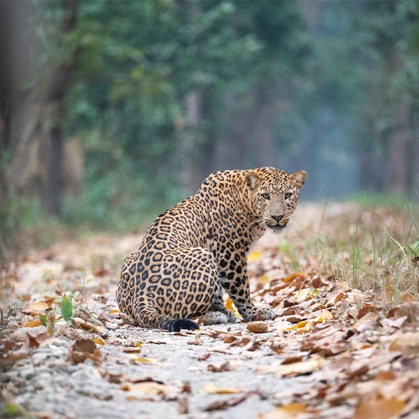 Leopard in Bardia National Park