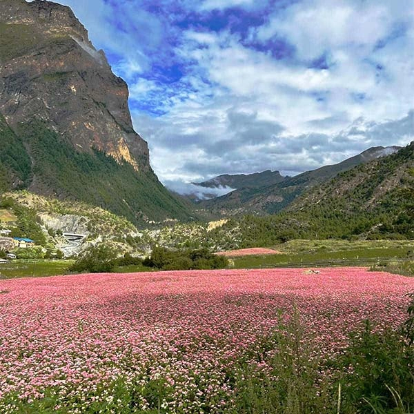 Beautiful field of barely