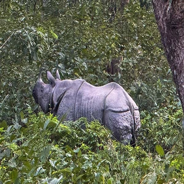 Rhino eating grass