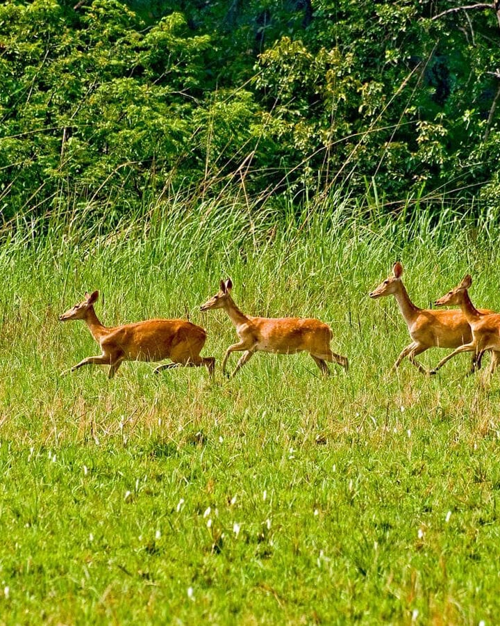 Chitwan National Park