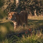 Bardia National Park